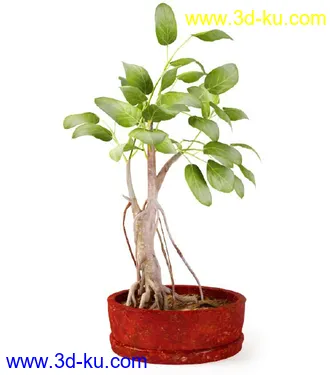 花草树模型,盆栽模型,盆景模型,花瓶,花盆,植物模型共65个的图片14