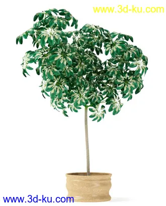 花草树模型,盆栽模型,盆景模型,花瓶,花盆,植物模型共65个的图片64