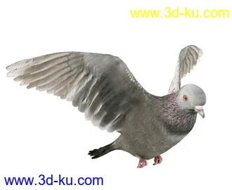 鸟笼,鸟,八哥,鹦鹉,鸽子,白鸽,海鸥,鹅,小鸭子,野鸭,绿头野鸭,动物模型合集的图片3