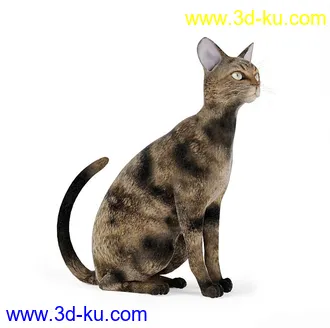 宠物猫,短毛猫,阿比西尼亚猫,暹罗猫,埃及猫,加拿大无毛猫,那猫,猫模型合集的图片