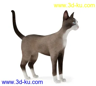 宠物猫,短毛猫,阿比西尼亚猫,暹罗猫,埃及猫,加拿大无毛猫,那猫,猫模型合集的图片