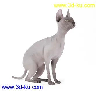 宠物猫,短毛猫,阿比西尼亚猫,暹罗猫,埃及猫,加拿大无毛猫,那猫,猫模型合集的图片