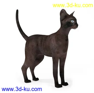 宠物猫,短毛猫,阿比西尼亚猫,暹罗猫,埃及猫,加拿大无毛猫,那猫,猫模型合集的图片