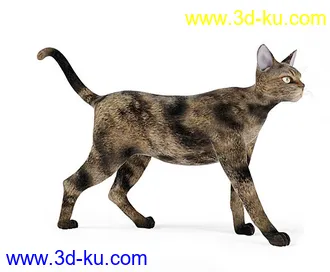 宠物猫,短毛猫,阿比西尼亚猫,暹罗猫,埃及猫,加拿大无毛猫,那猫,猫模型合集的图片