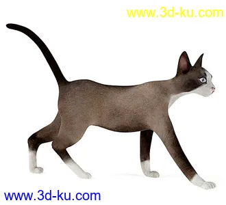 宠物猫,短毛猫,阿比西尼亚猫,暹罗猫,埃及猫,加拿大无毛猫,那猫,猫模型合集的图片