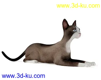 宠物猫,短毛猫,阿比西尼亚猫,暹罗猫,埃及猫,加拿大无毛猫,那猫,猫模型合集的图片