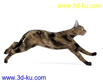 宠物猫,短毛猫,阿比西尼亚猫,暹罗猫,埃及猫,加拿大无毛猫,那猫,猫模型合集的图片