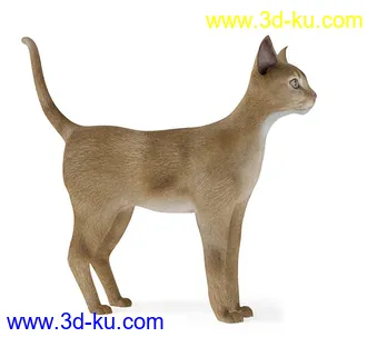 宠物猫,短毛猫,阿比西尼亚猫,暹罗猫,埃及猫,加拿大无毛猫,那猫,猫模型合集的图片