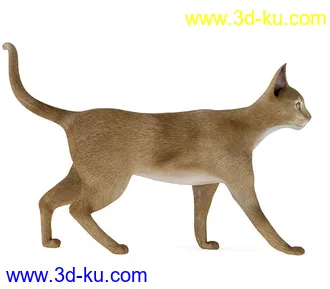 宠物猫,短毛猫,阿比西尼亚猫,暹罗猫,埃及猫,加拿大无毛猫,那猫,猫模型合集的图片