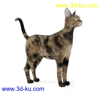 宠物猫,短毛猫,阿比西尼亚猫,暹罗猫,埃及猫,加拿大无毛猫,那猫,猫模型合集的图片