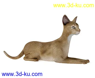 宠物猫,短毛猫,阿比西尼亚猫,暹罗猫,埃及猫,加拿大无毛猫,那猫,猫模型合集的图片