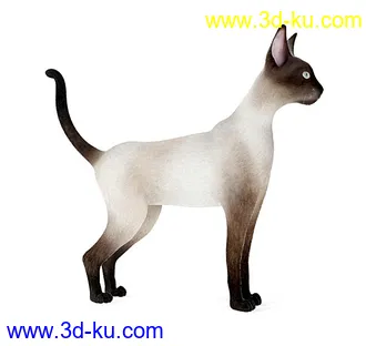 宠物猫,短毛猫,阿比西尼亚猫,暹罗猫,埃及猫,加拿大无毛猫,那猫,猫模型合集的图片