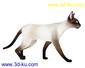 宠物猫,短毛猫,阿比西尼亚猫,暹罗猫,埃及猫,加拿大无毛猫,那猫,猫模型合集的图片