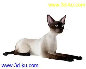 宠物猫,短毛猫,阿比西尼亚猫,暹罗猫,埃及猫,加拿大无毛猫,那猫,猫模型合集的图片