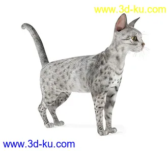 宠物猫,短毛猫,阿比西尼亚猫,暹罗猫,埃及猫,加拿大无毛猫,那猫,猫模型合集的图片