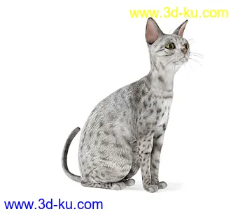 宠物猫,短毛猫,阿比西尼亚猫,暹罗猫,埃及猫,加拿大无毛猫,那猫,猫模型合集的图片