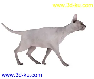 宠物猫,短毛猫,阿比西尼亚猫,暹罗猫,埃及猫,加拿大无毛猫,那猫,猫模型合集的图片