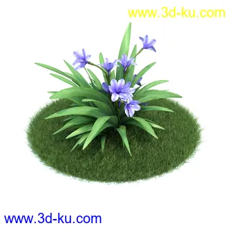 冠状银莲花,栎林银莲花,兰花,高加索南芥,海石竹,紫菀,狒狒花,雏菊,植物模型合集的图片