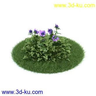 冠状银莲花,栎林银莲花,兰花,高加索南芥,海石竹,紫菀,狒狒花,雏菊,植物模型合集的图片