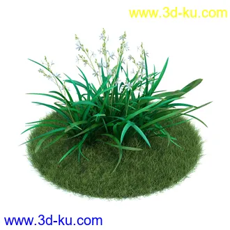 冠状银莲花,栎林银莲花,兰花,高加索南芥,海石竹,紫菀,狒狒花,雏菊,植物模型合集的图片