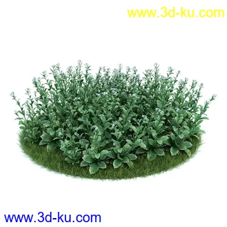 冠状银莲花,栎林银莲花,兰花,高加索南芥,海石竹,紫菀,狒狒花,雏菊,植物模型合集的图片
