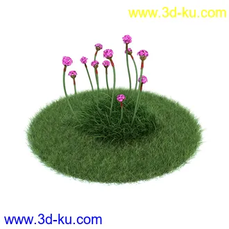 冠状银莲花,栎林银莲花,兰花,高加索南芥,海石竹,紫菀,狒狒花,雏菊,植物模型合集的图片