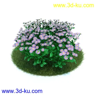 冠状银莲花,栎林银莲花,兰花,高加索南芥,海石竹,紫菀,狒狒花,雏菊,植物模型合集的图片