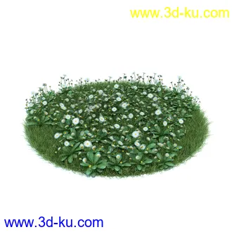 冠状银莲花,栎林银莲花,兰花,高加索南芥,海石竹,紫菀,狒狒花,雏菊,植物模型合集的图片