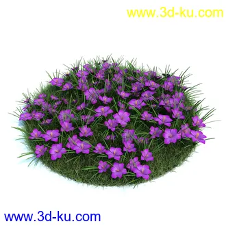 白及,牛舌草,金盏花,矢车菊,君子兰,铃兰,草茱萸,荷兰番红花,黃金番红花,植物模型合集的图片