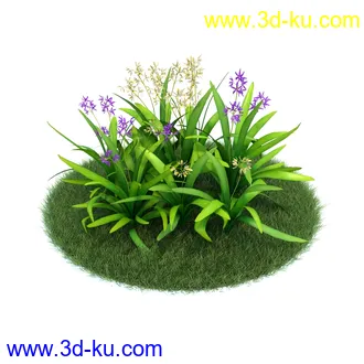 白及,牛舌草,金盏花,矢车菊,君子兰,铃兰,草茱萸,荷兰番红花,黃金番红花,植物模型合集的图片2