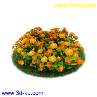 白及,牛舌草,金盏花,矢车菊,君子兰,铃兰,草茱萸,荷兰番红花,黃金番红花,植物模型合集的图片4