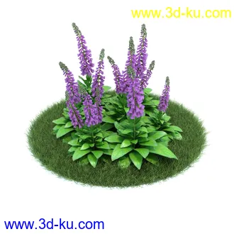 小花仙客来,大丽花,须苞石竹,荷包牡丹,毛地黄,黄色猪牙花,雪钟花,植物模型合集的图片