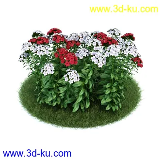 小花仙客来,大丽花,须苞石竹,荷包牡丹,毛地黄,黄色猪牙花,雪钟花,植物模型合集的图片
