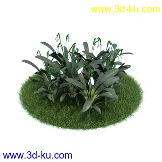 小花仙客来,大丽花,须苞石竹,荷包牡丹,毛地黄,黄色猪牙花,雪钟花,植物模型合集的图片