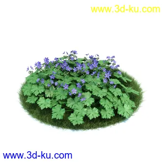 天竺葵,七子花,狭叶玉簪,苏丹凤仙花,血苋,鸢尾,山月桂,马齿苋,植物模型合集的图片