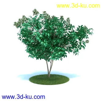 天竺葵,七子花,狭叶玉簪,苏丹凤仙花,血苋,鸢尾,山月桂,马齿苋,植物模型合集的图片