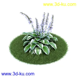 天竺葵,七子花,狭叶玉簪,苏丹凤仙花,血苋,鸢尾,山月桂,马齿苋,植物模型合集的图片