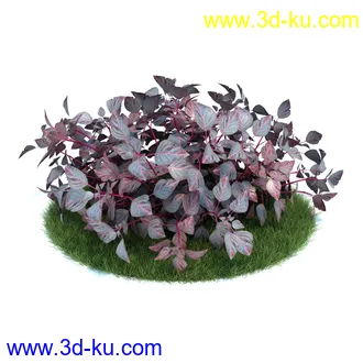 天竺葵,七子花,狭叶玉簪,苏丹凤仙花,血苋,鸢尾,山月桂,马齿苋,植物模型合集的图片