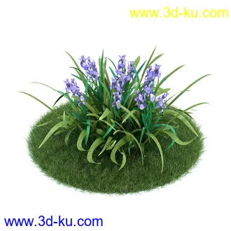 天竺葵,七子花,狭叶玉簪,苏丹凤仙花,血苋,鸢尾,山月桂,马齿苋,植物模型合集的图片