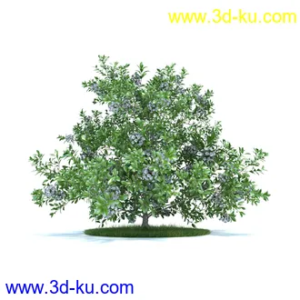 天竺葵,七子花,狭叶玉簪,苏丹凤仙花,血苋,鸢尾,山月桂,马齿苋,植物模型合集的图片