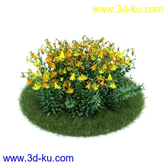 百合,宿根亚麻,藿香叶绿绒蒿,月见草,春脐果草,虎眼万年青,小天蓝绣球,植物模型合集的图片