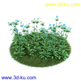 百合,宿根亚麻,藿香叶绿绒蒿,月见草,春脐果草,虎眼万年青,小天蓝绣球,植物模型合集的图片