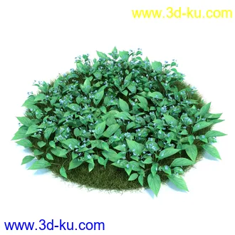 百合,宿根亚麻,藿香叶绿绒蒿,月见草,春脐果草,虎眼万年青,小天蓝绣球,植物模型合集的图片