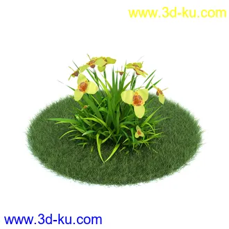 桔梗,樱草,樱茅,虎皮花,旱金莲,郁金香,蔓长春花,三色堇,锦带花,美人蕉,植物模型合集的图片