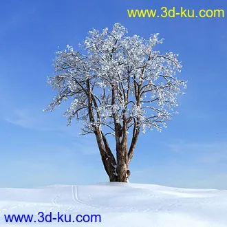 冬天树木模型,雪地,枯木,光秃秃的树,树干,树枝,冬天场景,冬季植物模型合集的图片10