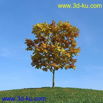 秋天树木模型,黄树叶,落叶,草地,秋天场景,秋季植物模型合集的图片