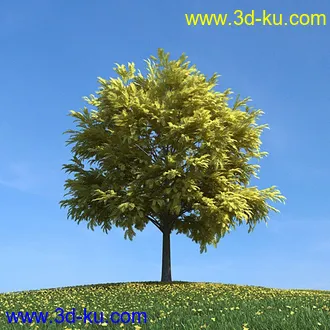 秋天树木模型,黄树叶,落叶,草地,秋天场景,秋季植物模型合集的图片15