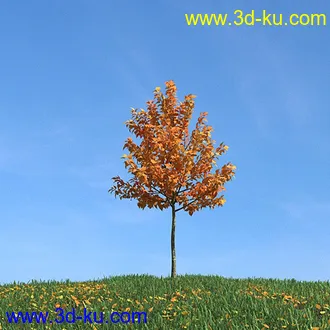 秋天树木模型,黄树叶,落叶,草地,秋天场景,秋季植物模型合集的图片