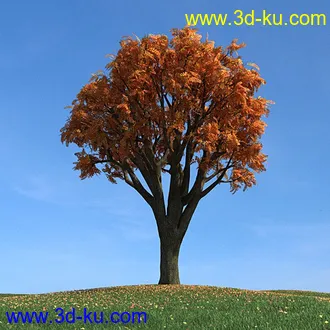 秋天树木模型,黄树叶,落叶,草地,秋天场景,秋季植物模型合集的图片