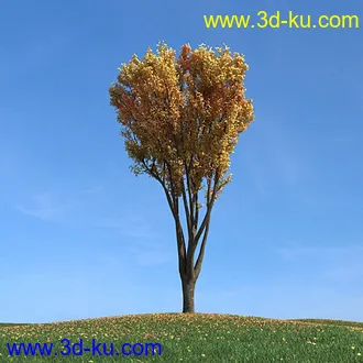 秋天树木模型,黄树叶,落叶,草地,秋天场景,秋季植物模型合集的图片27